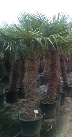 Trachycarpus Fortunei, Stamm 70/290 cm