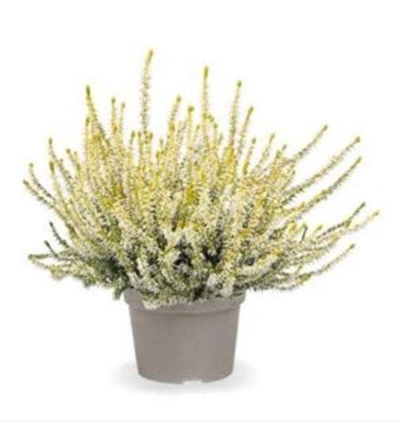 Calluna GG, 13/20 cm Gardengirls inkl. Nexxt PP-Nr.: DE-NI-115639