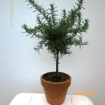 Rosmarin, Stamm 11/20 cm prostratus Gewürze PP-Nr.: IT-07-0526