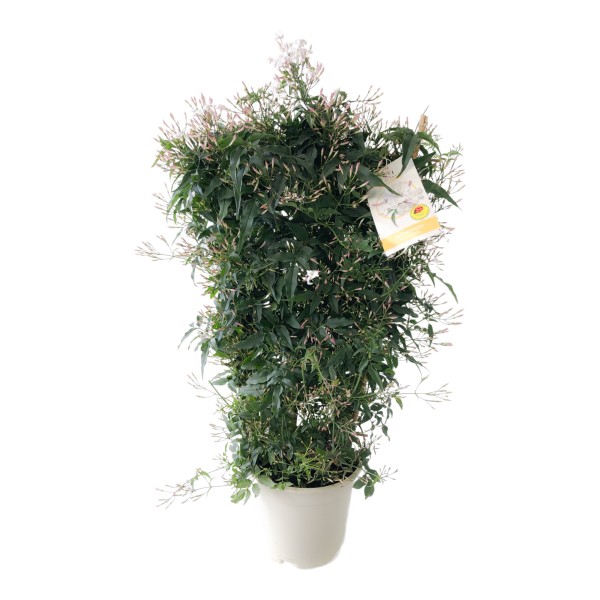 Jasmin, Spalier 17/60 cm Polyanthum PP-Nr.: ES 14 30 3185