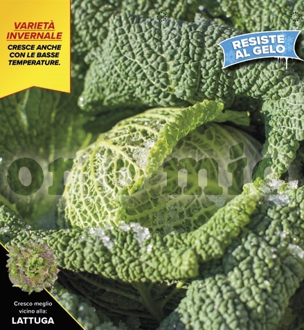 Wirsing, 6er Tasse cm Winterdunkler Wirsing, Sorte Wirosa (F1) PP-Nr.: IT-08-1868