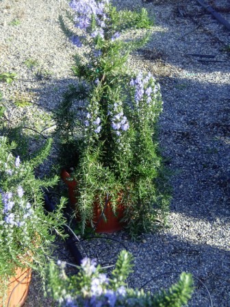 Rosmarin, Pyramide 25/100 cm prostratus Gewürze PP-Nr.: IT-07-0526