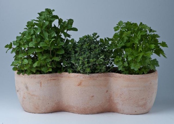 Kräutermix, Busch 14 cm 3er Terracotta-lang Sortenmix je nach Lieferbarkeit! PP-Nr.: IT-07-0248