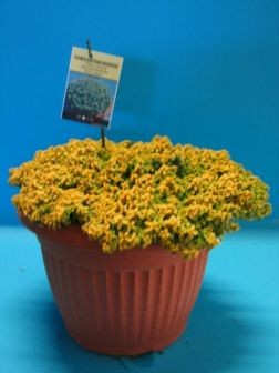 Thymian, Busch 14/20 cm citriodorus variegatus Gewürze PP-Nr.: IT-07-0526