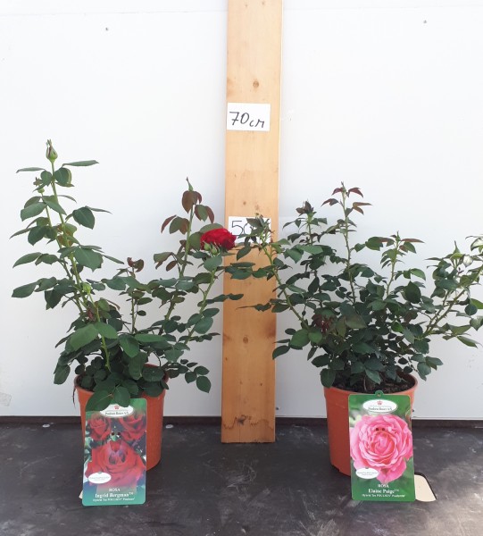 Rosen, Busch 18/70 cm großblumig PP-Nr.: IT-07-0526