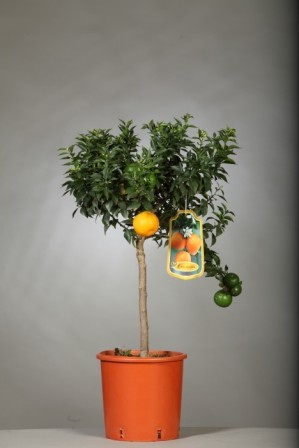 Citrus, Mini-Stamm 19/70 cm Myrtifolia - Chinotto PP-Nr.: IT-19-1627