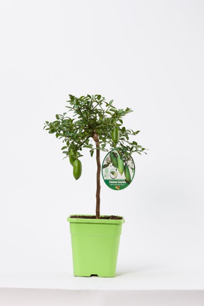 Citrus, Stamm 19x19/75 cm Hystrix - Kaffirlimette PP-Nr.: IT-19-1627