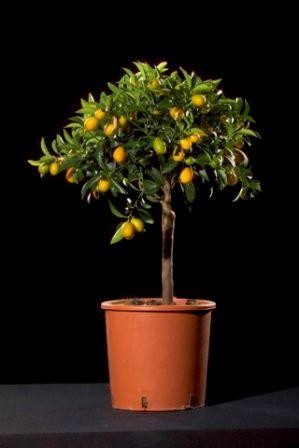 Citrus, Mini-Stamm 19/70 cm Fortunella Japonica - Kumquat PP-Nr.: IT-19-1627
