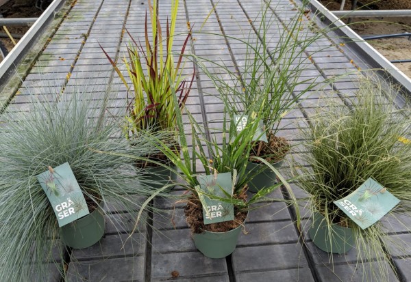Gräser, Busch 14/50 cm Mix Container T14 B PP-Nr.: IT-16BT0373