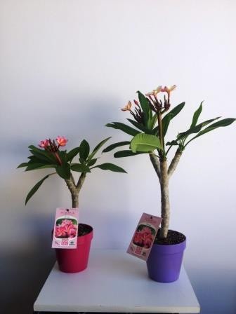 Plumeria, Busch 14/35 cm rubra PP-Nr.: IT-19-0296