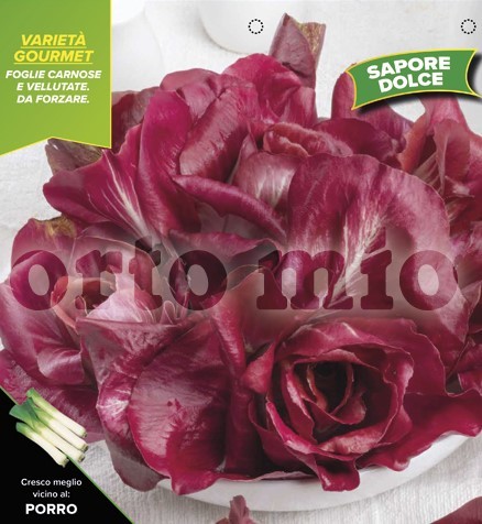 Chicoree, 9er Tasse cm Goriziano oder Isontina Rose PP-Nr.: IT-08-1868