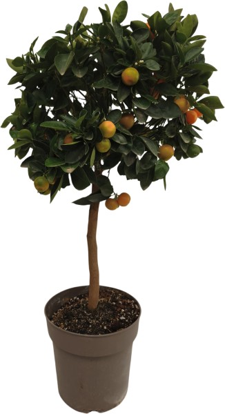 Citrus , Stamm 23/90 cm Manderine PP-Nr.: ES 14 30 3185