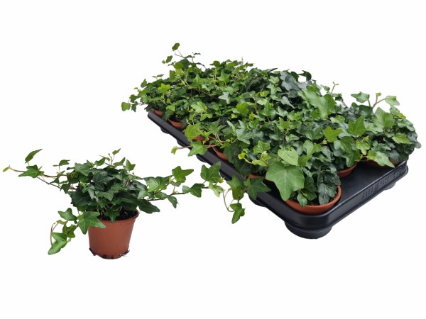 Hedera, 9/10 cm PP-Nr.: DE-NW-1200813