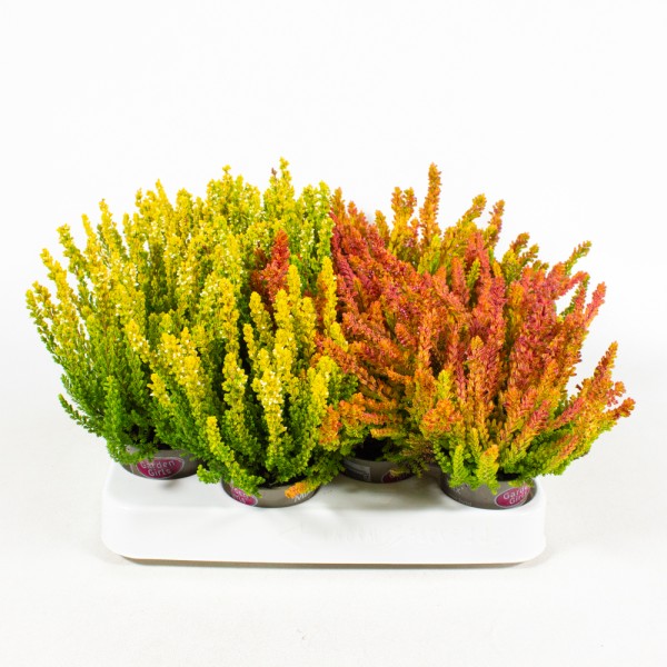 Calluna GG, 6,5/11 cm mini, Sunset Mix, Zoe und Zelda PP-Nr.: DE-NW-1101084