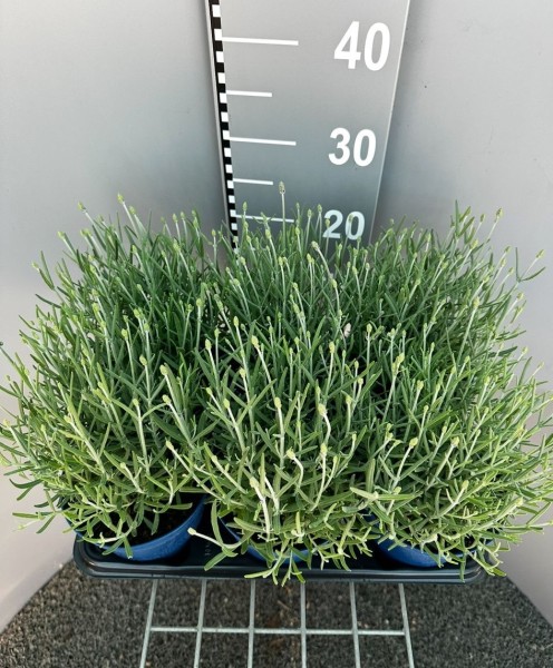 Lavendel, Busch 14 cm ang. Vinco Compact Blue Gewürze PP-Nr.: IT-07-0526