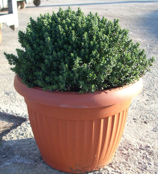 Thymian, Busch 25/60 cm vulgaris Gewürze PP-Nr.: IT-07-0526