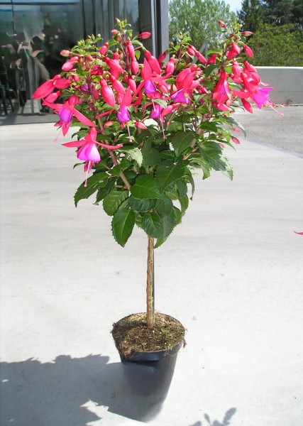 Fuchsia, Stamm 18/80 cm PP-Nr.: IT-07-0526