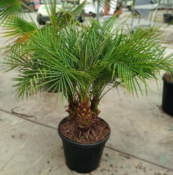 Phönix Rubelini Gruppe, Stamm 30 Lt/90 cm PP-Nr.: ES-17-46/1610