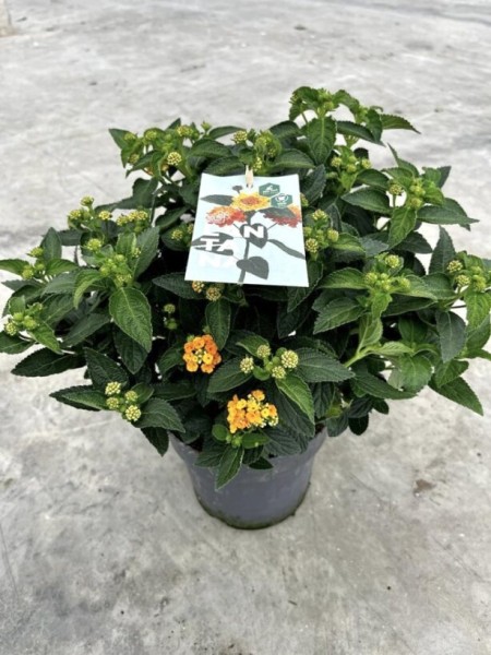 Lantana, Busch 17/40 cm camara - orange PP-Nr.: IT-16BT0373