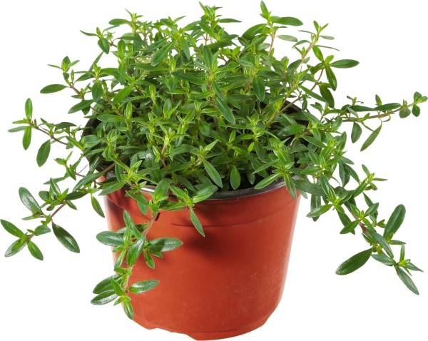Bohnenkraut, Busch 14/20 cm Santureja Gewürze PP-Nr.: IT-07-0526