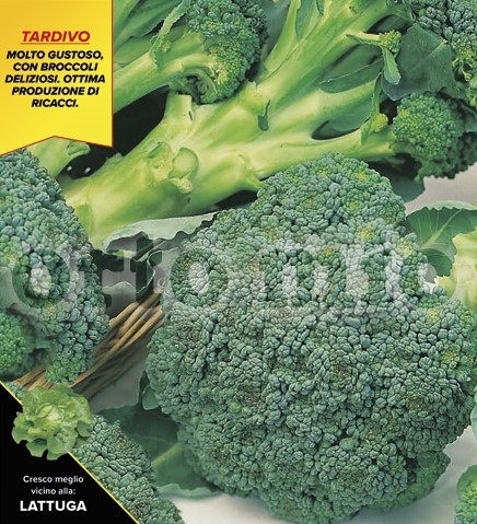 Brokkoli, 6er Tasse cm "später Kalabrier", Sorte Marathon (F1) PP-Nr.: IT-08-1868