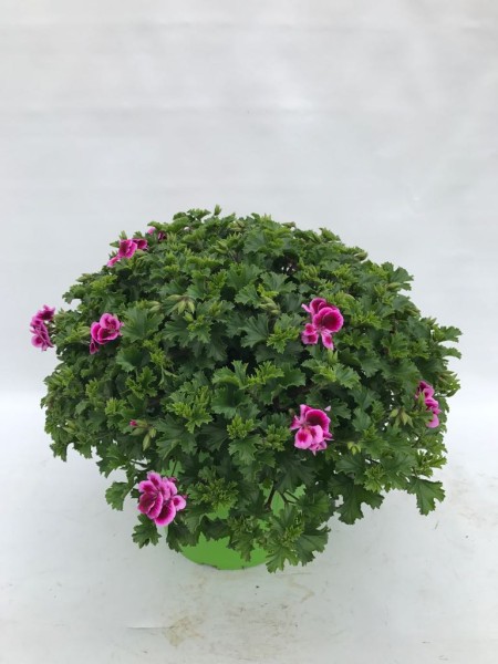 Pelargonium, Busch 25/40 cm "Angel Eyes" PP-Nr.: IT-07-0526