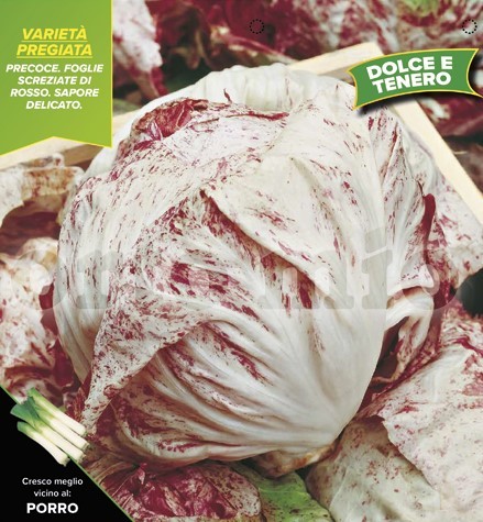 Radicchio, 9er Tasse cm Früher gesprenkelter Chioggia PP-Nr.: IT-08-1868