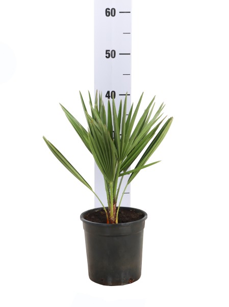Chamaerops, Busch 14/45 cm humilis PP-Nr.: IT-19-0066