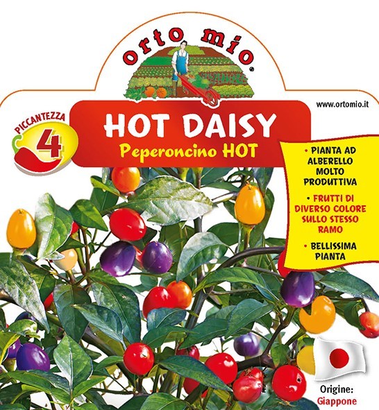 Chilli Sorte Hot Daisy, scharf, 14/30 cm (30.000 Scoville) PP-Nr.: IT-08-1868