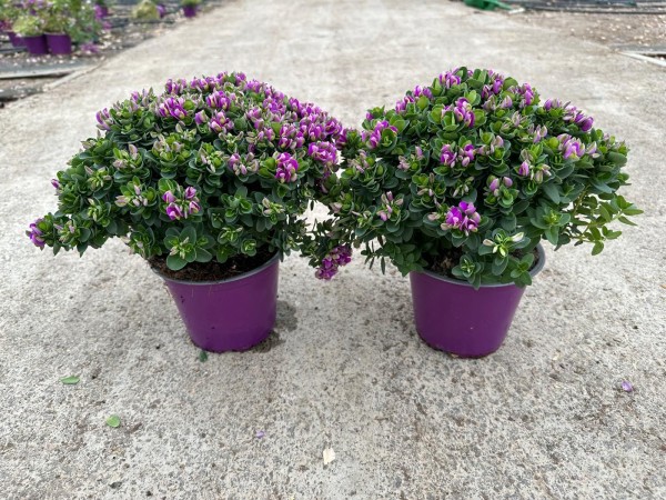 Polygala, Busch 14/30 cm bibi pink PP-Nr.: IT-16-0165