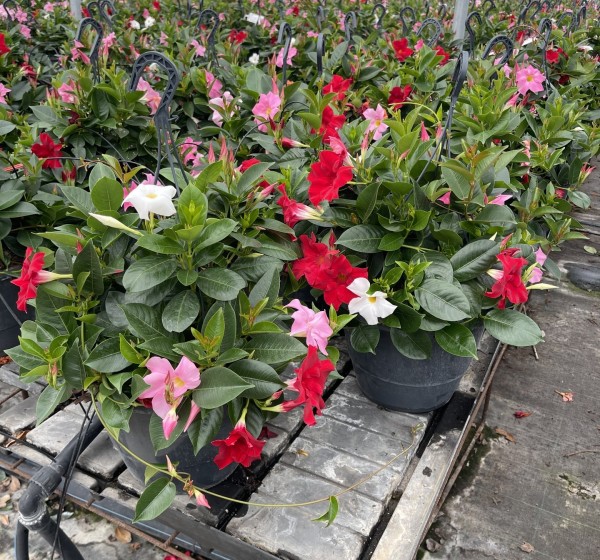 Dipladenia, Ampel 27/häng. cm tricolor PP-Nr.: IT-16BT0373