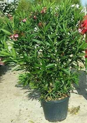 Nerium Oleander Trio, Busch 40/170 cm