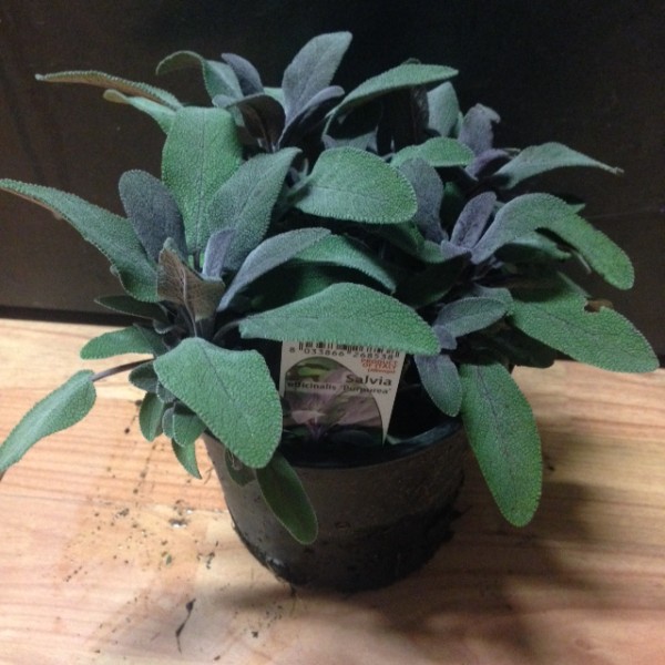 Salbei, Busch 14/20 cm purpurea Gewürze PP-Nr.: IT-07-0526