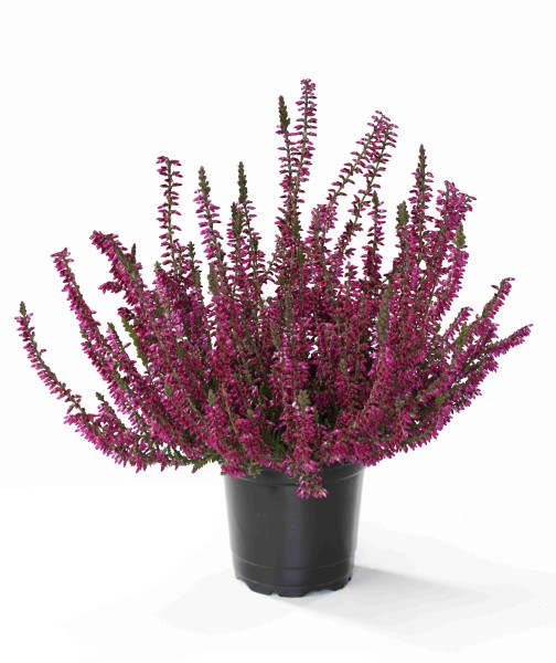 Calluna, 11/13 cm Garden Girls PP-Nr.: DE-NW-1200813