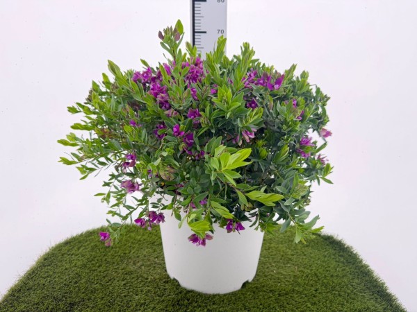 Polygala, Busch 35/70 cm myrtifolia PP-Nr.: IT-16-0165