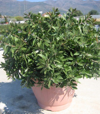 Polygala, Busch 45/80 cm myrtifolia - Kreuzblume PP-Nr.: IT-07-0526