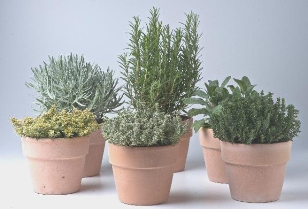 Kräuterpflanzen, Busch 14 cm in Terracottatopf Sortenmix je nach Lieferbarkeit! PP-Nr.: IT-07-02