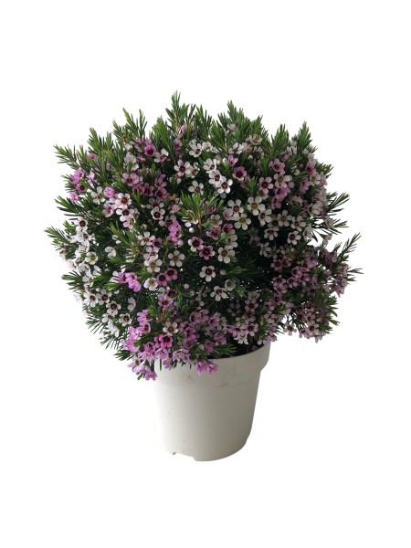 Wax Flower, Busch 17 cm PP-Nr.: ES 14 30 3185