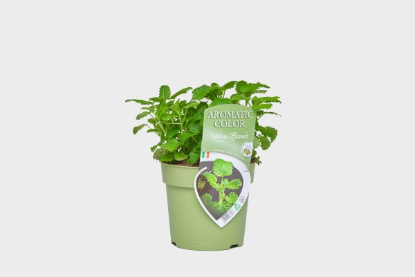 Zitronenmelisse, Busch 15 cm "AROMATIC COLOR" PP-Nr.: IT-07-0248