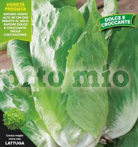 Chicoree, 9er Tasse cm Winter-Zuckerhut, Sorte E115 (F1) PP-Nr.: IT-08-1868