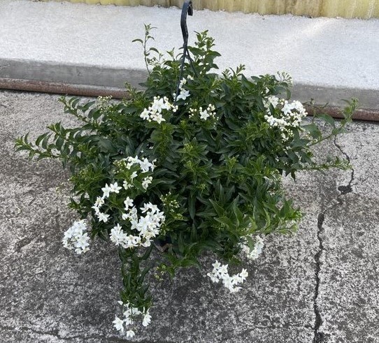 Solanum, Ampel 27/häng. cm jasminoides PP-Nr.: IT-16BT0373