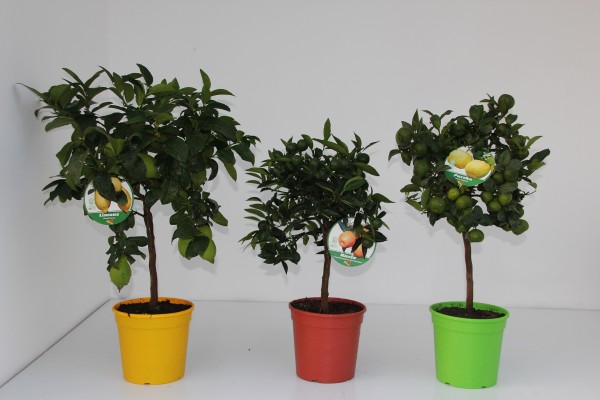 Citrus, Mini-Stamm 22/80 cm Mix PP-Nr.: IT-19-1627