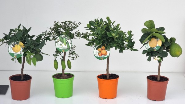 Citrus, Mini-Stamm 19/70 cm Mix PP-Nr.: IT-19-1627