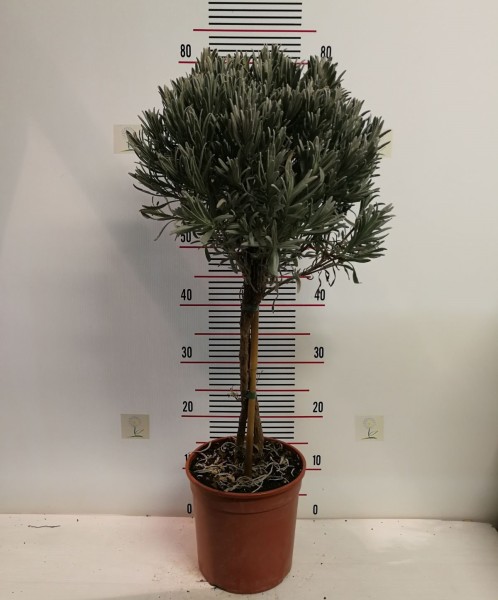 Lavendel, Stamm 18/80 cm stoechas Gewürze PP-Nr.: IT-07-0526