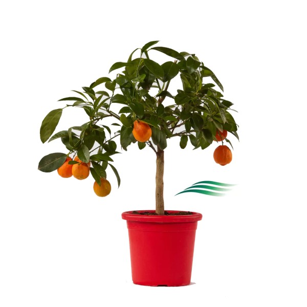 Citrus, Mini-Stamm 22/80 cm Aurantifolia - rote Limette PP-Nr.: IT-19-1627