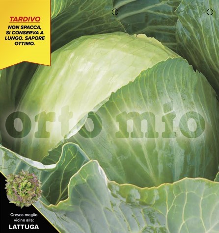 Kraut, 6er Tasse cm Spätkraut, Sorte Gintama (F1) PP-Nr.: IT-08-1868