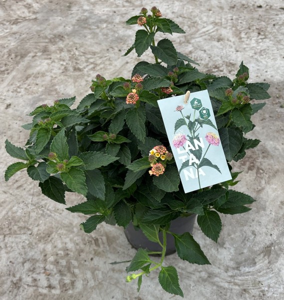Lantana, Busch 17/40 cm camara - lila PP-Nr.: IT-16BT0373