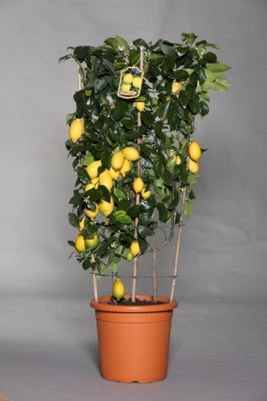 Citrus, Spalier 28/120 cm Limon - Zitrone PP-Nr.: IT-19-1880