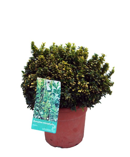 Euonymus, Busch 25/45 cm microphylla - Aurea PP-Nr.: ES-17-46/1519