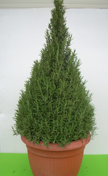 Rosmarin, Pyramide 45/120 cm officinalis Gewürze PP-Nr.: IT-07-0526
